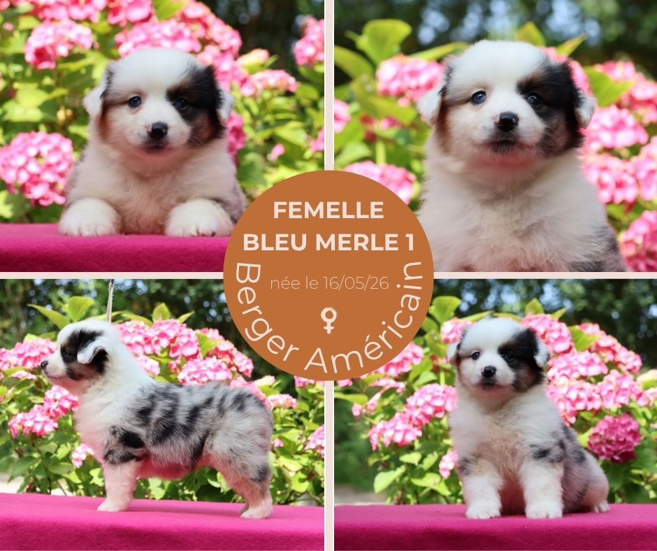 du chemin des korrigans - Chiots disponibles - Berger Américain Miniature 