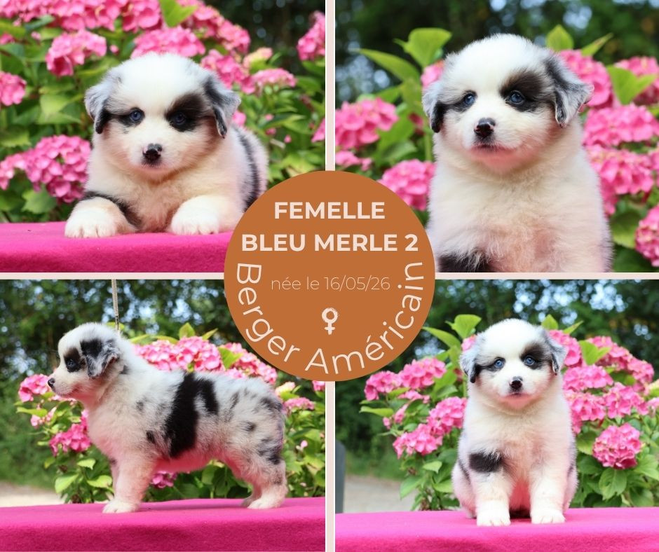 du chemin des korrigans - Chiots disponibles - Berger Américain Miniature 