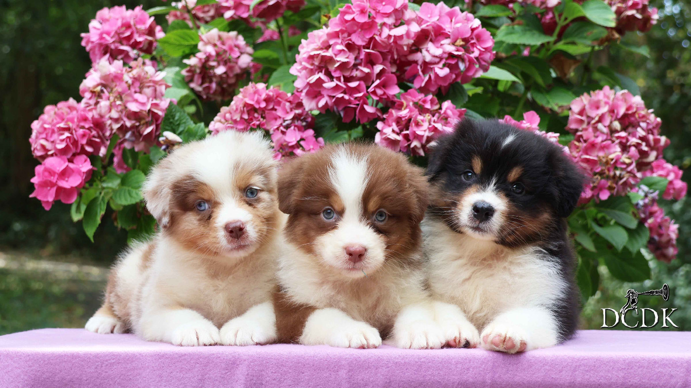 Chiot Berger Australien du chemin des korrigans