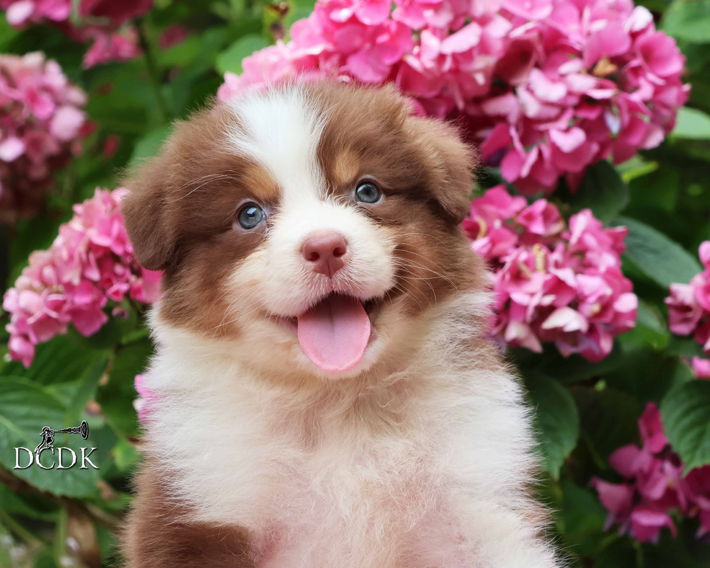 du chemin des korrigans - Chiots disponibles - Berger Australien