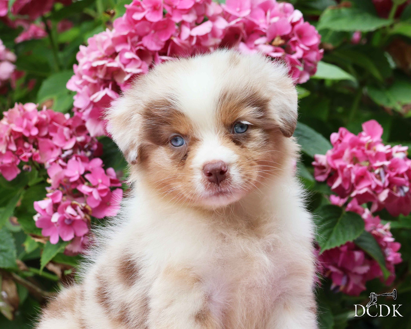 du chemin des korrigans - Chiots disponibles - Berger Australien