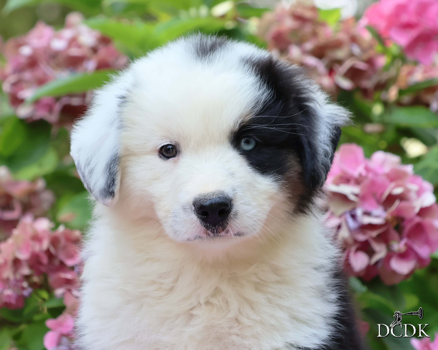 du chemin des korrigans - Chiots disponibles - Berger Américain Miniature 