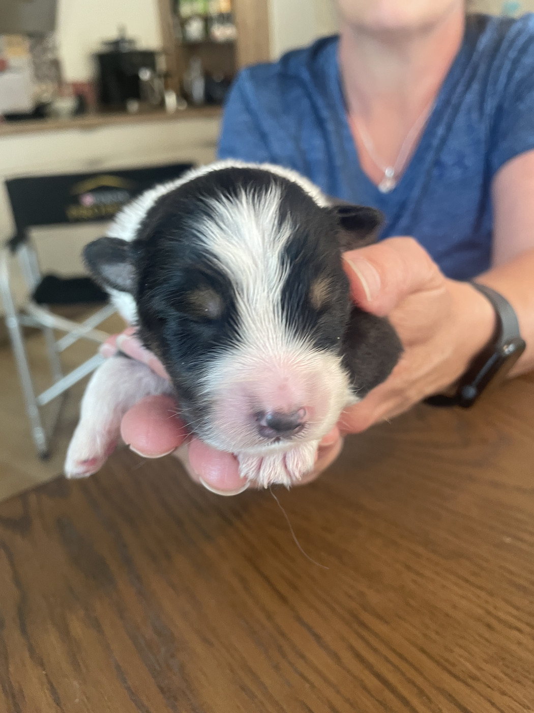 du chemin des korrigans - Chiots disponibles - Berger Australien