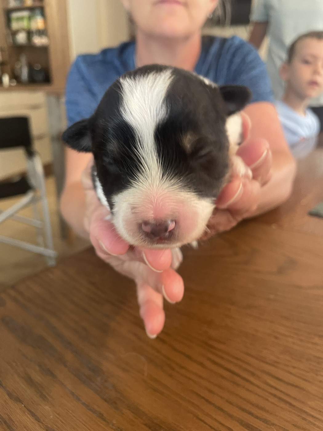 du chemin des korrigans - Chiots disponibles - Berger Australien