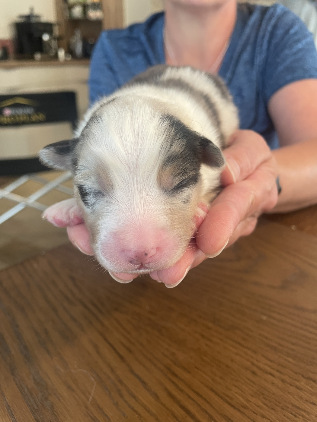 du chemin des korrigans - Chiots disponibles - Berger Australien