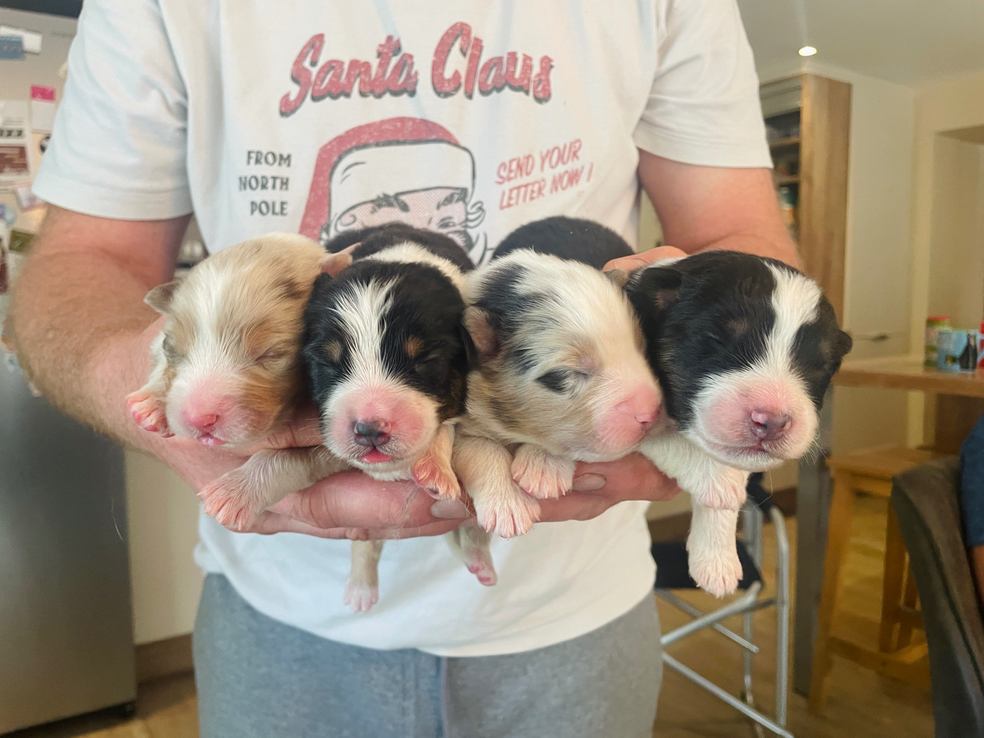 Chiot Berger Australien du chemin des korrigans