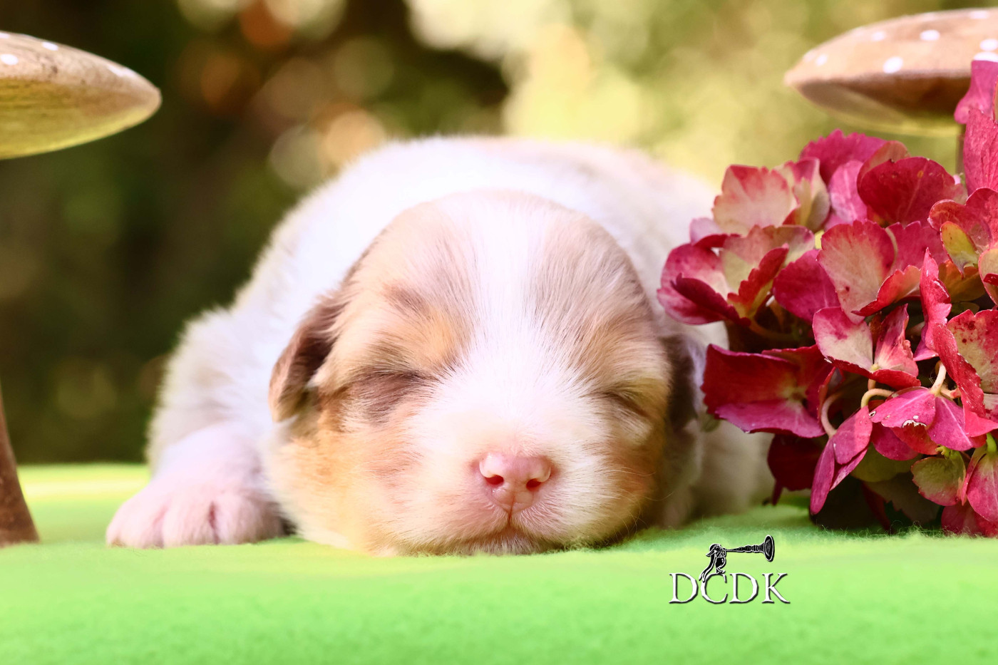 du chemin des korrigans - Chiots disponibles - Berger Australien
