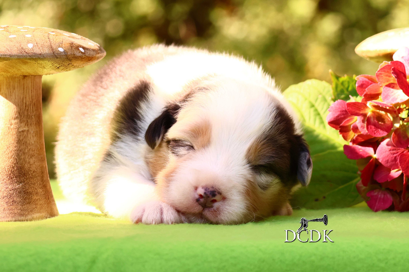 du chemin des korrigans - Chiots disponibles - Berger Australien