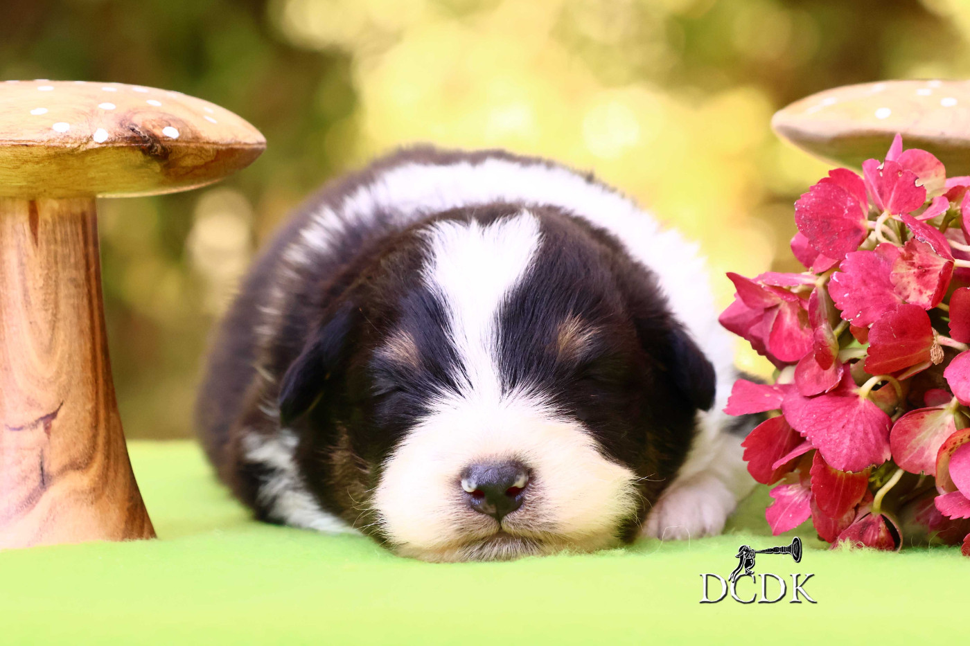 du chemin des korrigans - Chiots disponibles - Berger Australien