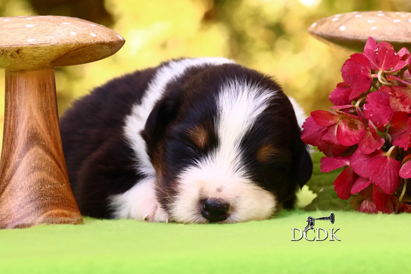 du chemin des korrigans - Chiots disponibles - Berger Australien