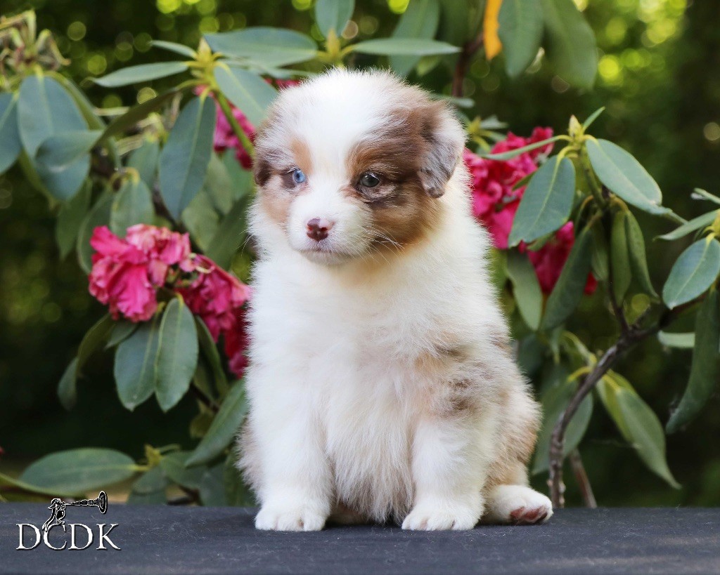 du chemin des korrigans - Chiots disponibles - Berger Australien
