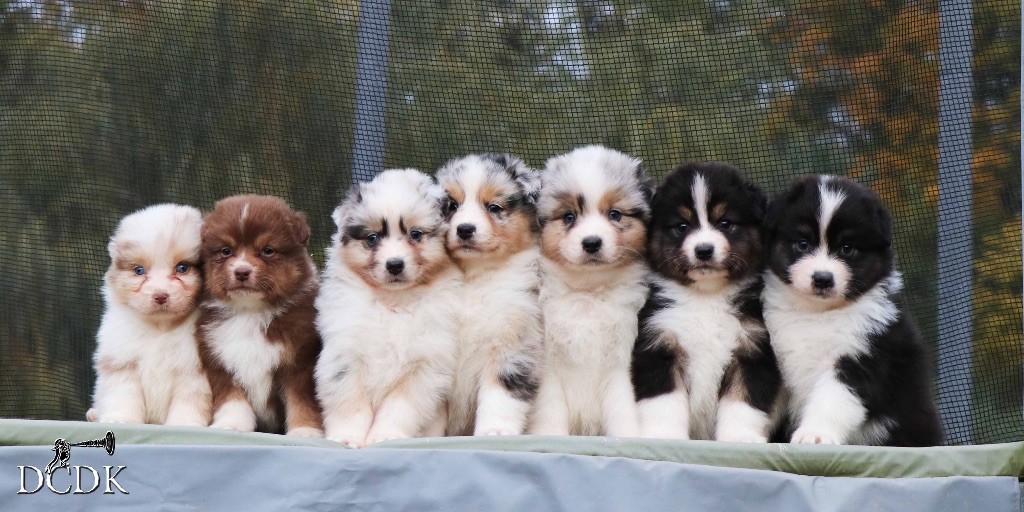 Chiot Berger Australien du chemin des korrigans