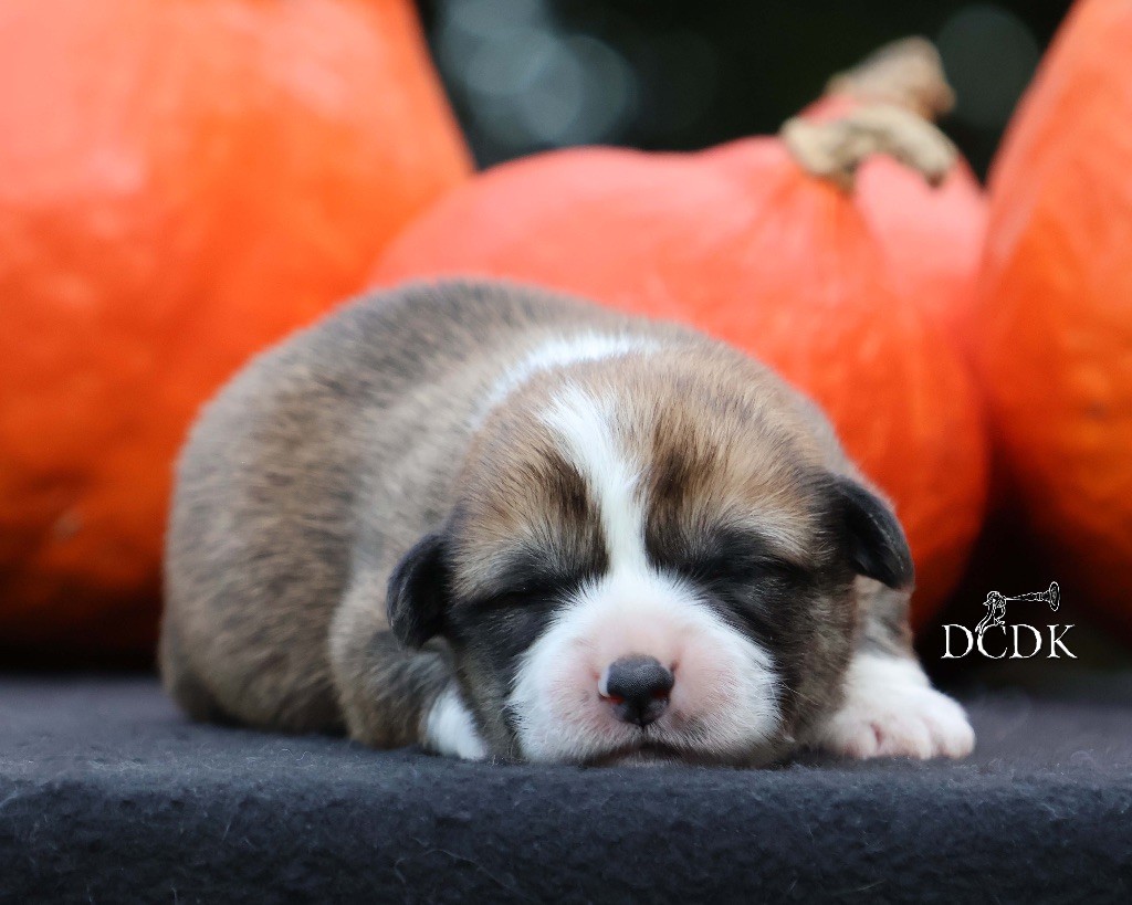 du chemin des korrigans - Chiots disponibles - Welsh Corgi Pembroke