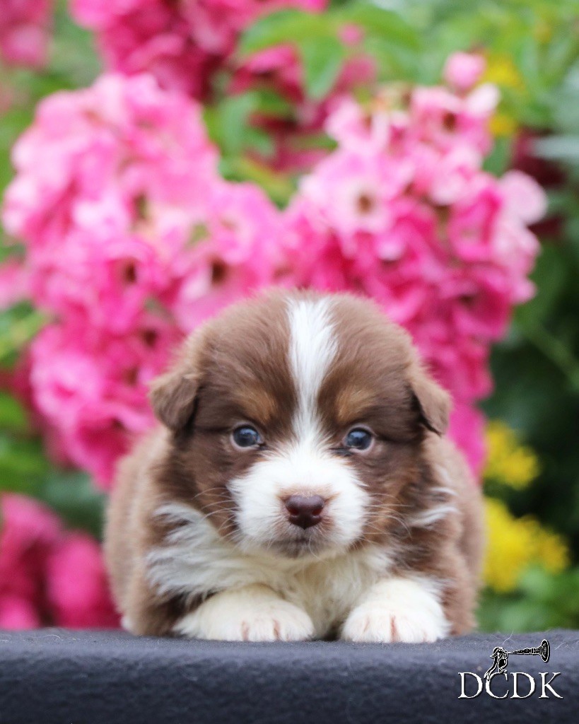 du chemin des korrigans - Chiots disponibles - Berger Australien