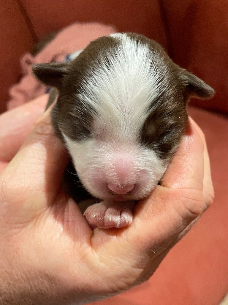 du chemin des korrigans - Chiots disponibles - Berger Américain Miniature 