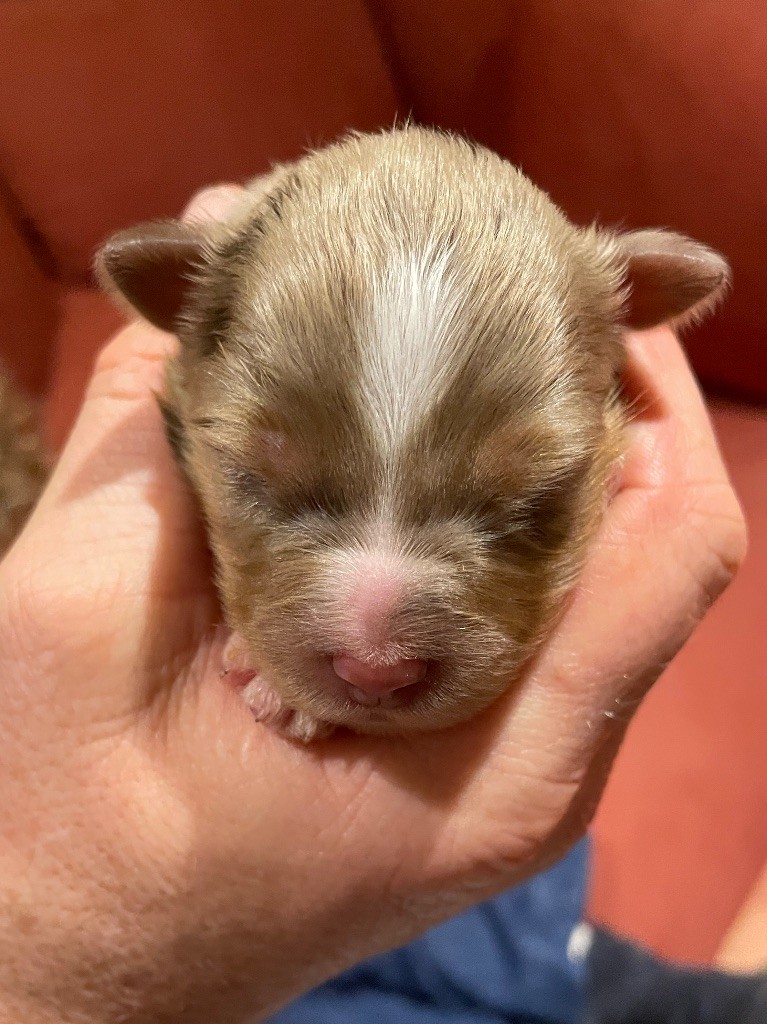 du chemin des korrigans - Chiots disponibles - Berger Américain Miniature 