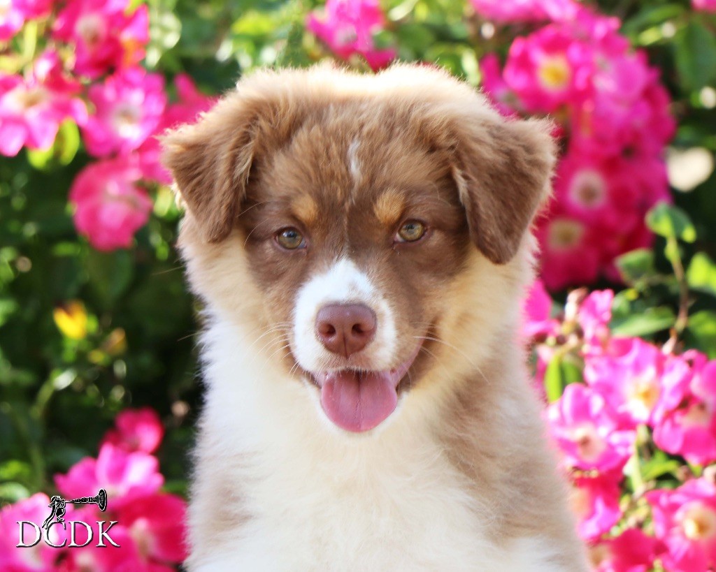 du chemin des korrigans - Chiots disponibles - Berger Australien