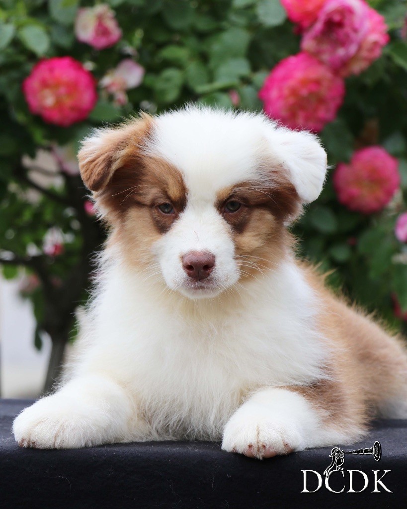 du chemin des korrigans - Chiots disponibles - Berger Australien