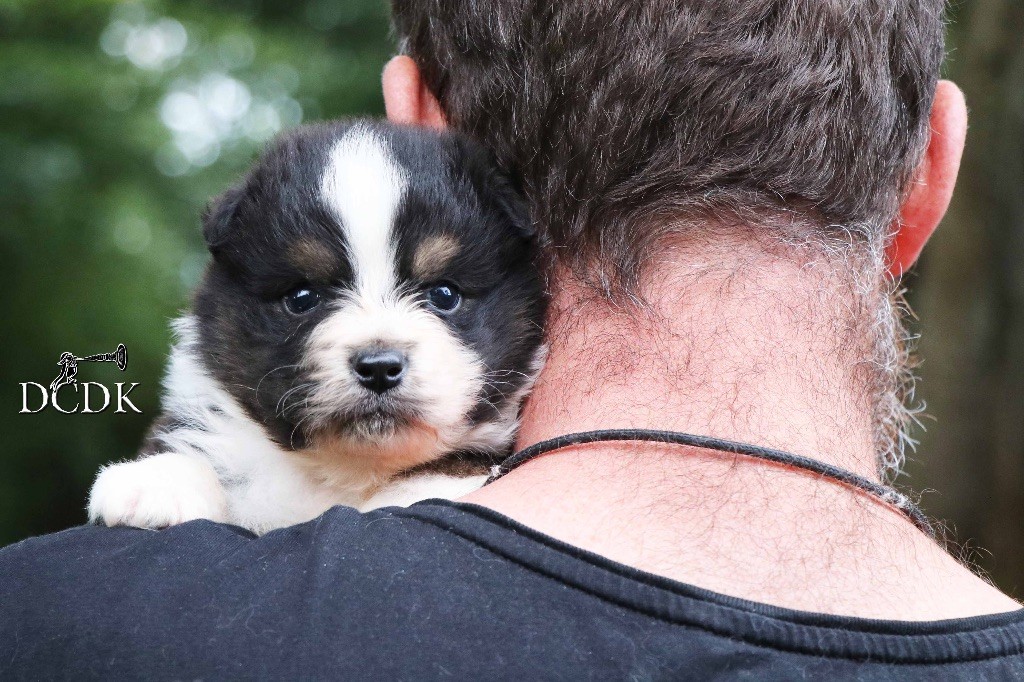 Chiot Berger Australien du chemin des korrigans