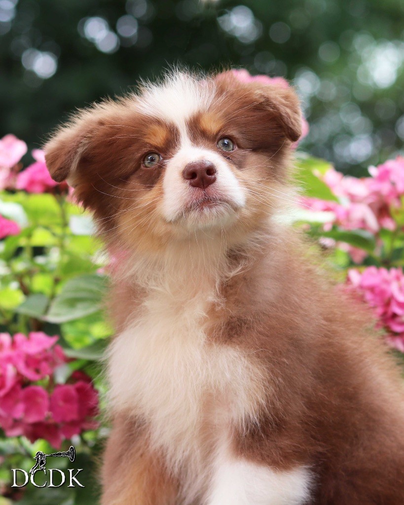 du chemin des korrigans - Chiots disponibles - Berger Australien