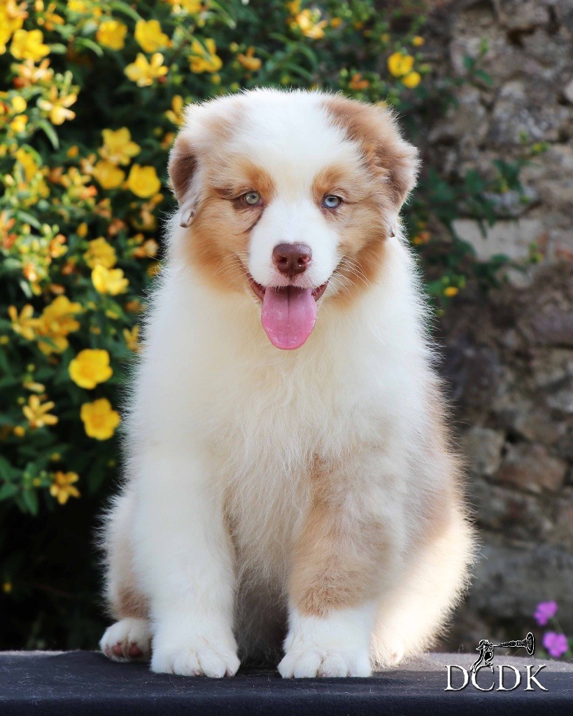 du chemin des korrigans - Chiots disponibles - Berger Australien