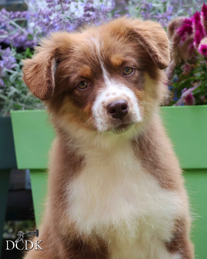du chemin des korrigans - Chiots disponibles - Berger Australien