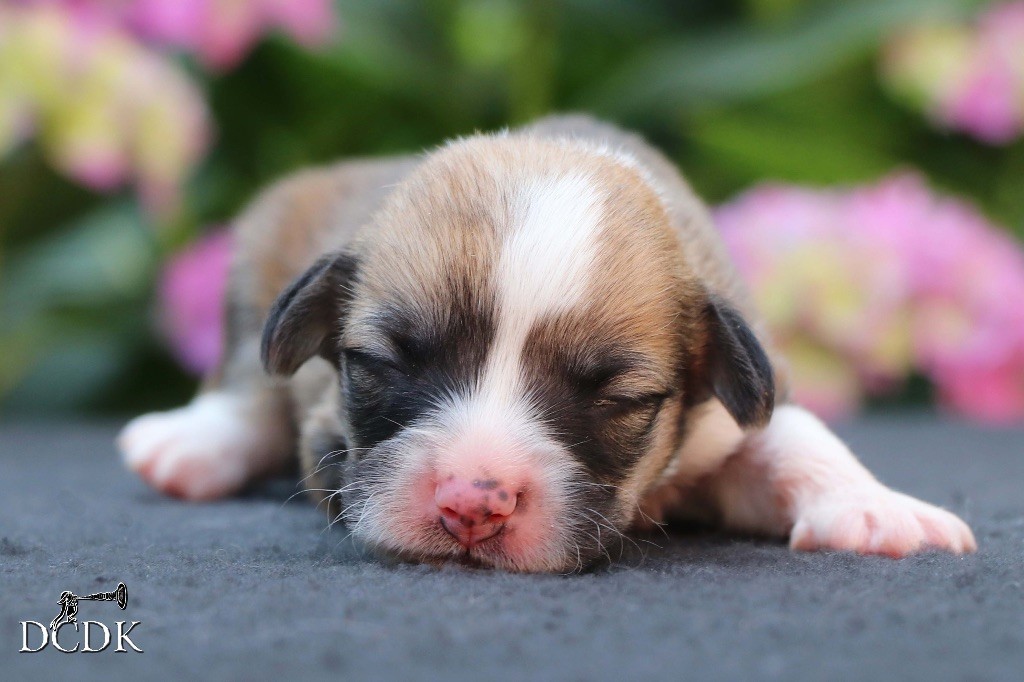 du chemin des korrigans - Chiots disponibles - Welsh Corgi Pembroke