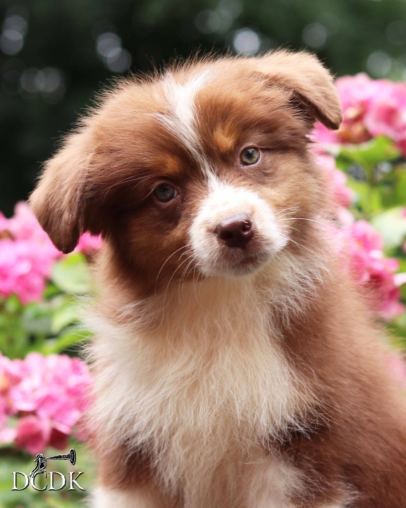 du chemin des korrigans - Chiots disponibles - Berger Australien