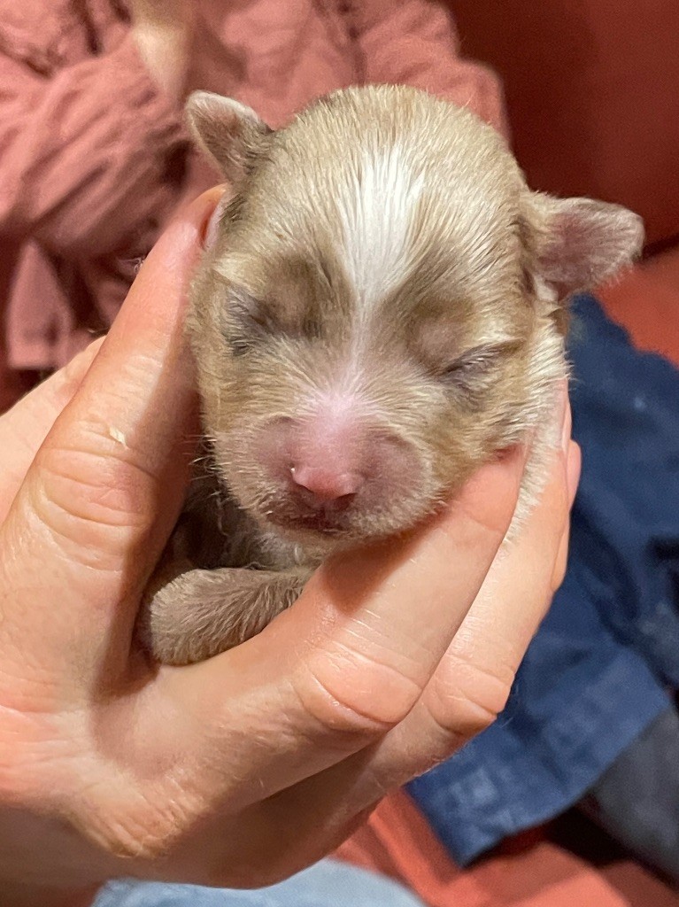 du chemin des korrigans - Chiots disponibles - Berger Américain Miniature 