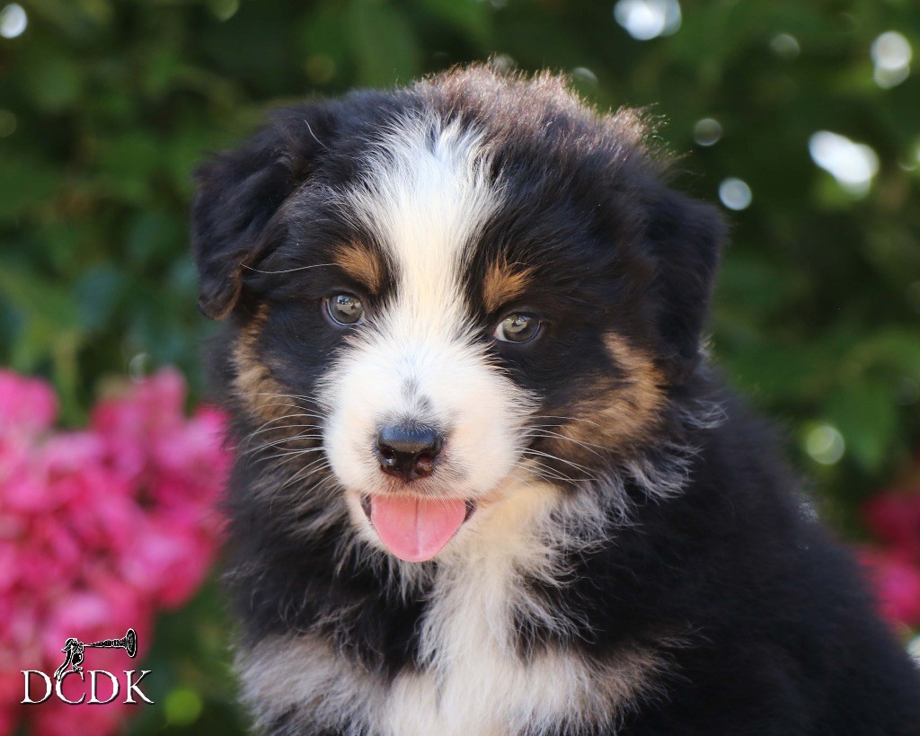 du chemin des korrigans - Chiots disponibles - Berger Australien