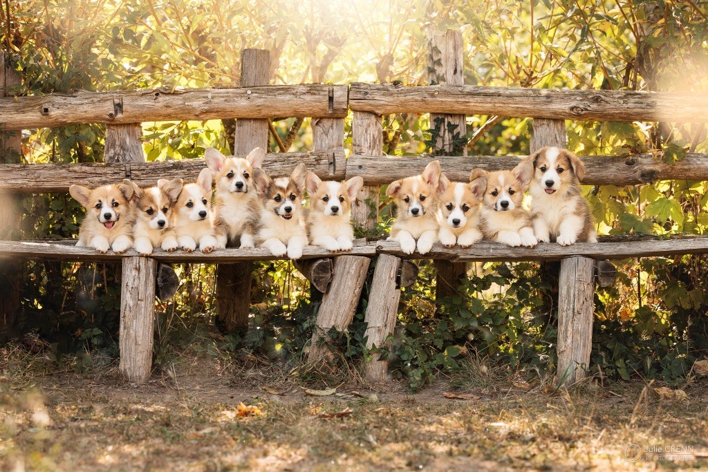 du chemin des korrigans - Welsh Corgi Pembroke - Portée née le 10/06/2025