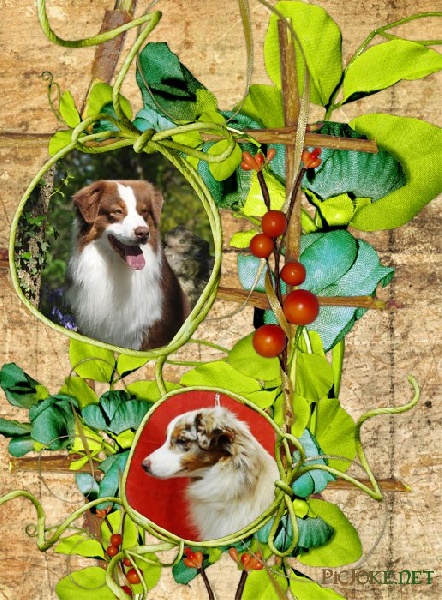 Chiot Berger Australien du chemin des korrigans