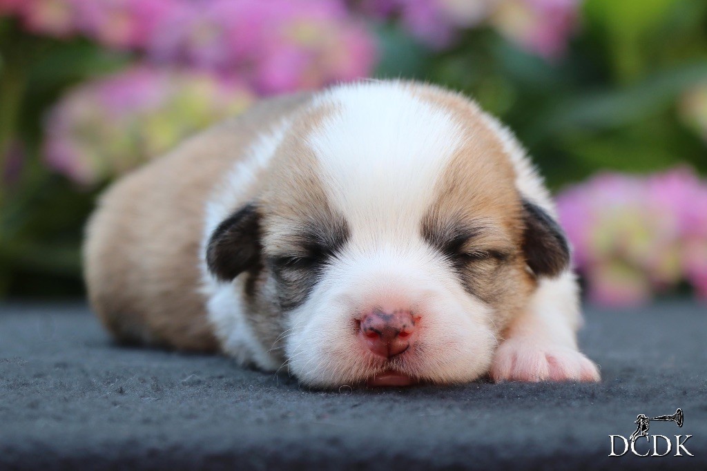 du chemin des korrigans - Chiots disponibles - Welsh Corgi Pembroke