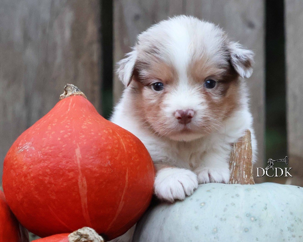 du chemin des korrigans - Chiots disponibles - Berger Australien