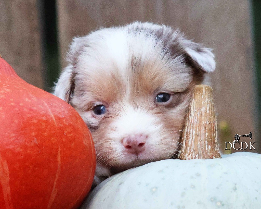 du chemin des korrigans - Chiots disponibles - Berger Australien