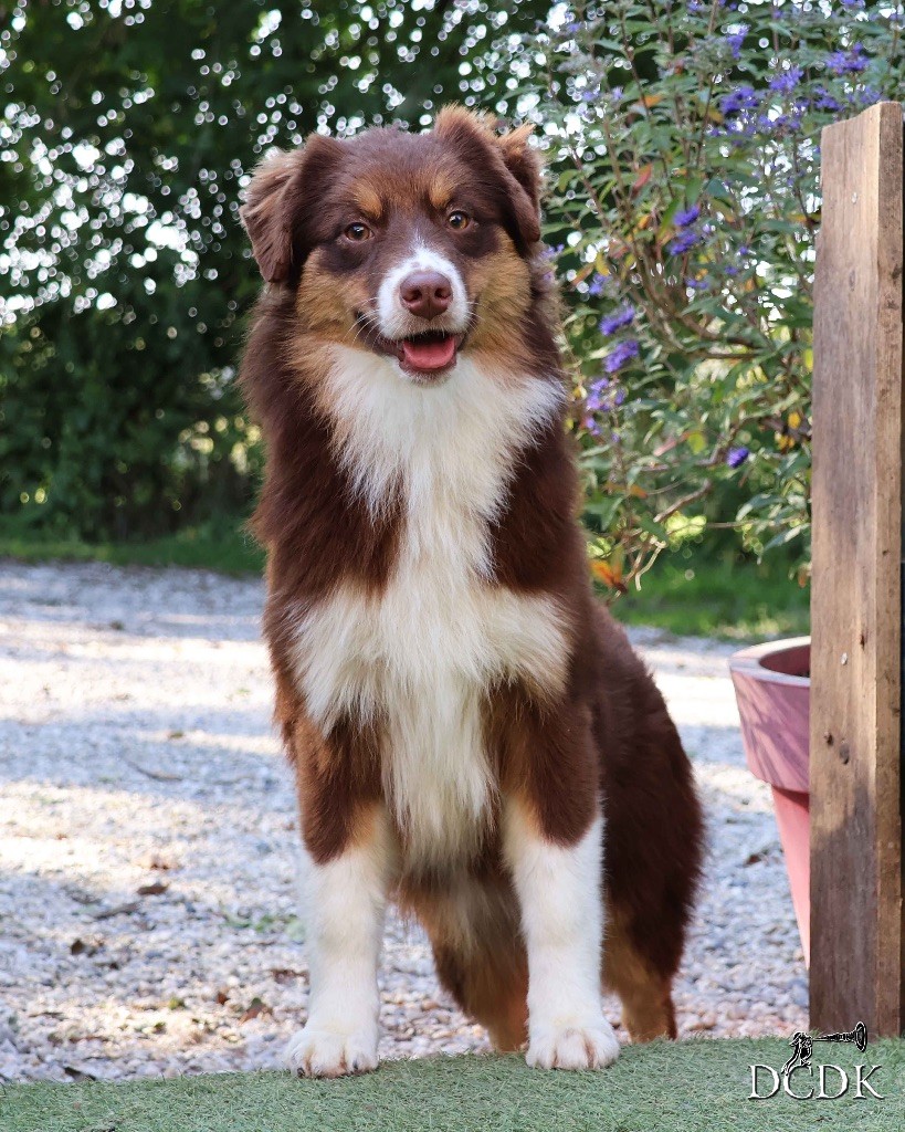 du chemin des korrigans - Chiots disponibles - Berger Australien
