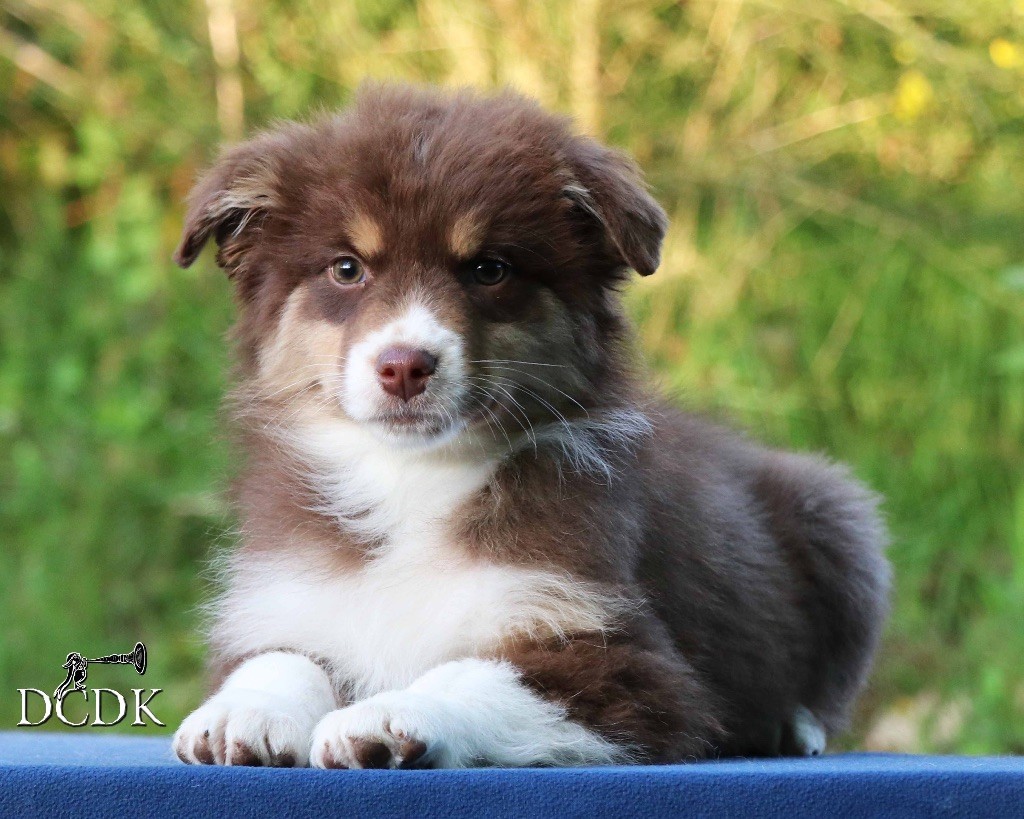 du chemin des korrigans - Chiots disponibles - Berger Australien