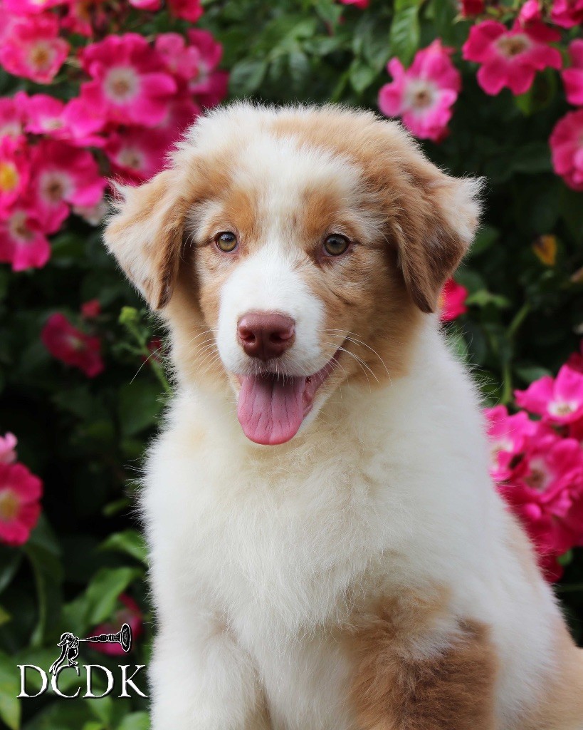 du chemin des korrigans - Chiots disponibles - Berger Australien