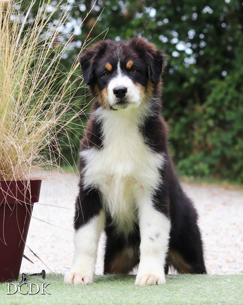 du chemin des korrigans - Chiots disponibles - Berger Australien