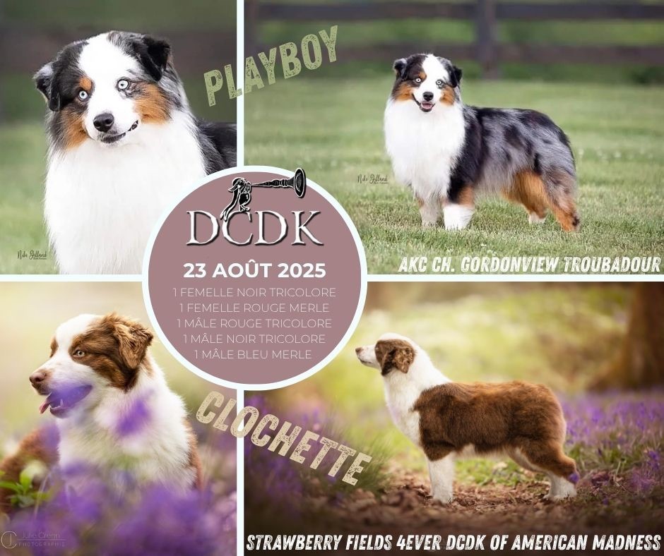 Chiot Berger Américain Miniature  du chemin des korrigans