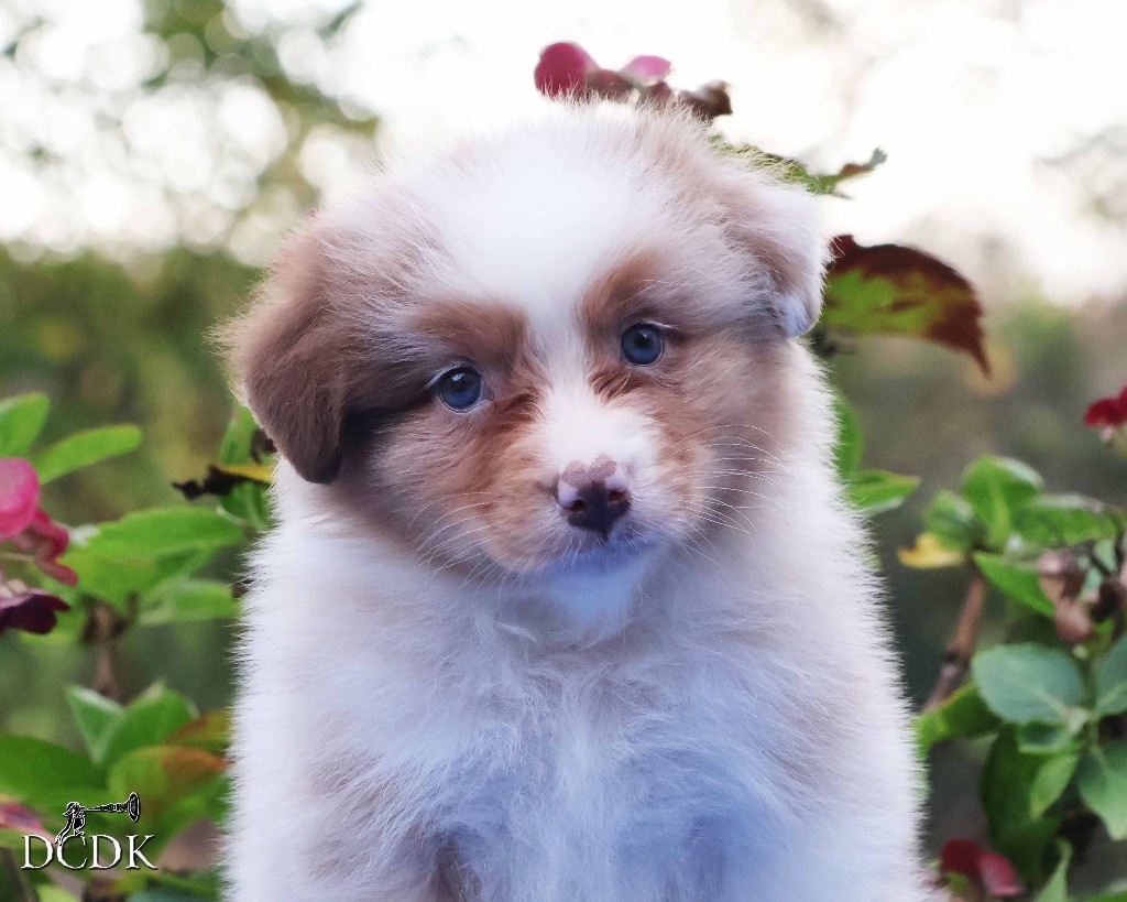 du chemin des korrigans - Chiots disponibles - Berger Australien