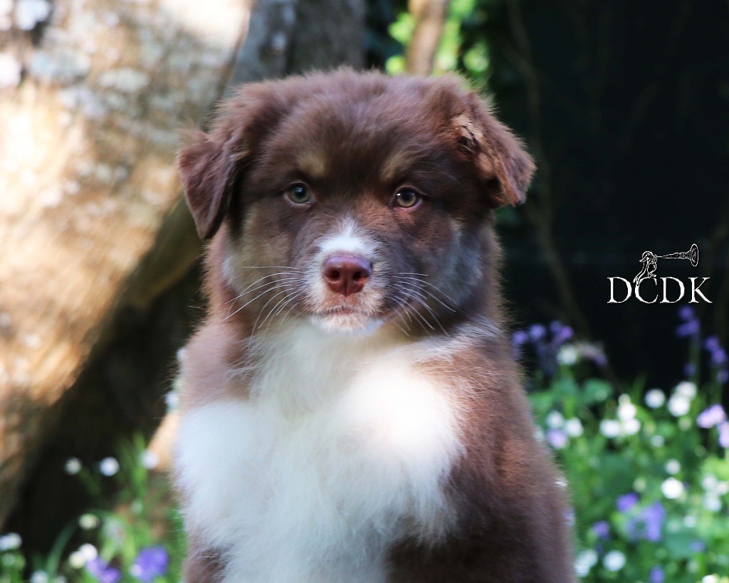 du chemin des korrigans - Chiots disponibles - Berger Australien