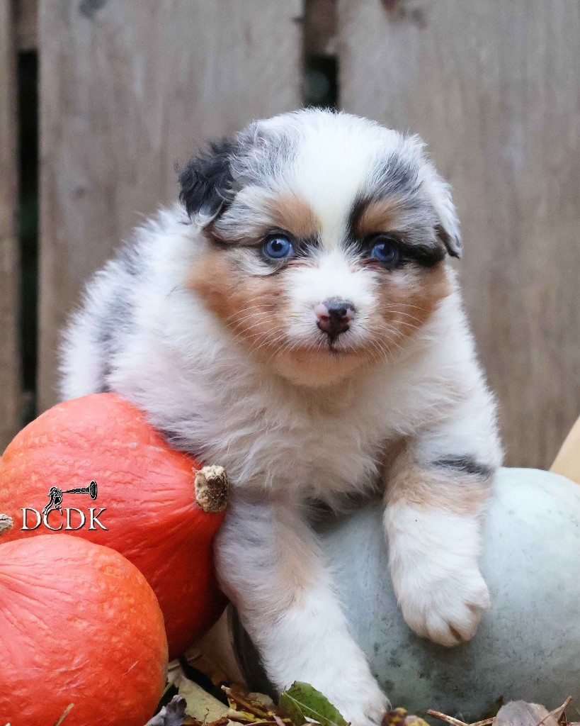 du chemin des korrigans - Chiots disponibles - Berger Australien