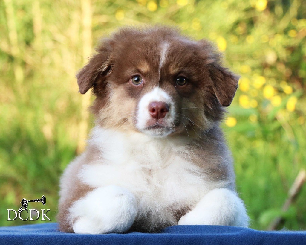 du chemin des korrigans - Chiots disponibles - Berger Australien