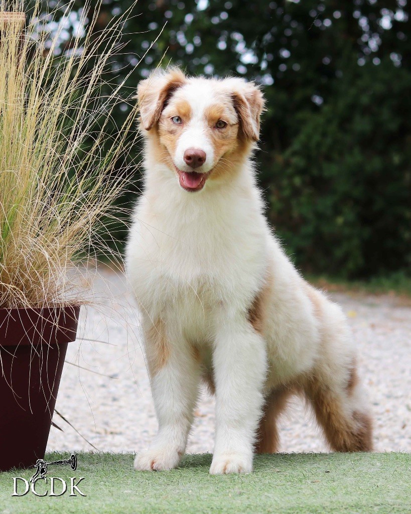 du chemin des korrigans - Chiots disponibles - Berger Australien