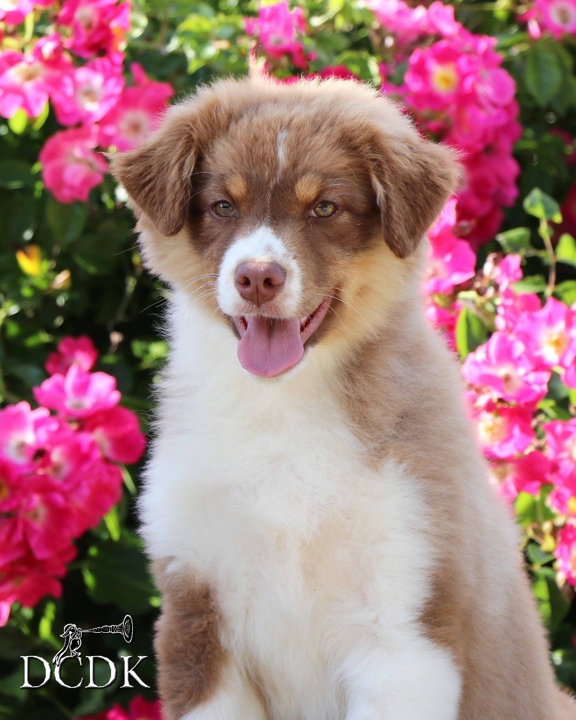 du chemin des korrigans - Chiots disponibles - Berger Australien