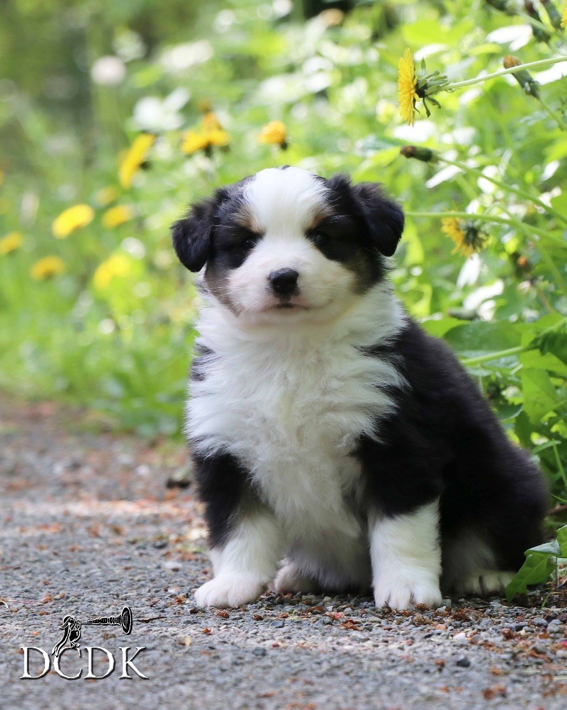 du chemin des korrigans - Chiots disponibles - Berger Américain Miniature 
