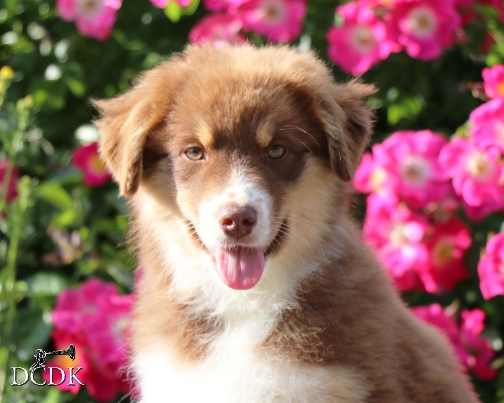 du chemin des korrigans - Chiots disponibles - Berger Australien