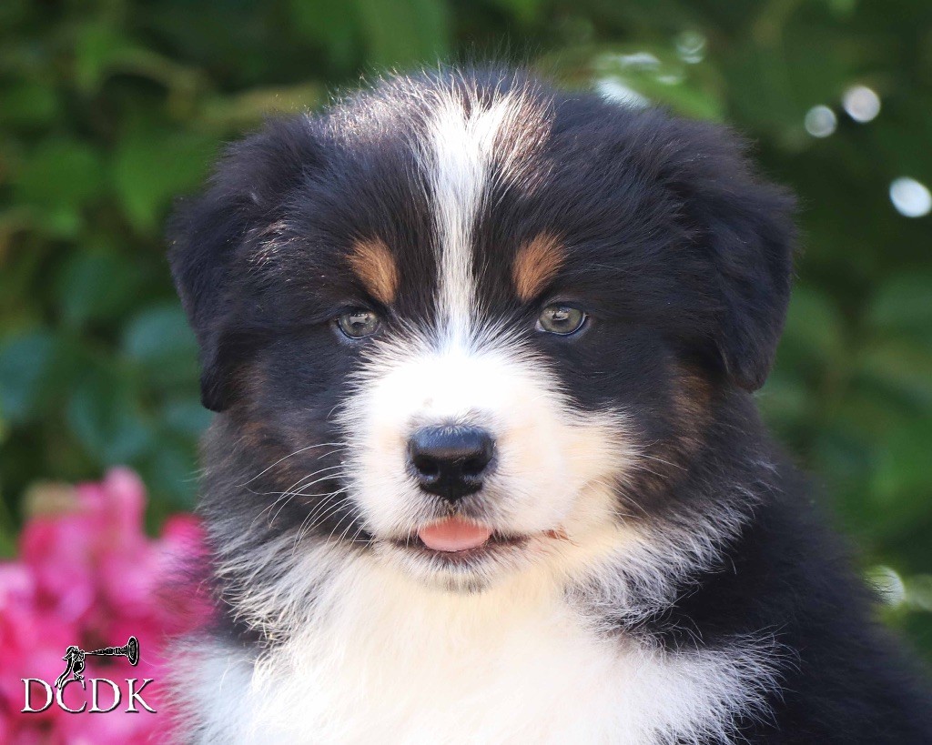 du chemin des korrigans - Chiots disponibles - Berger Australien