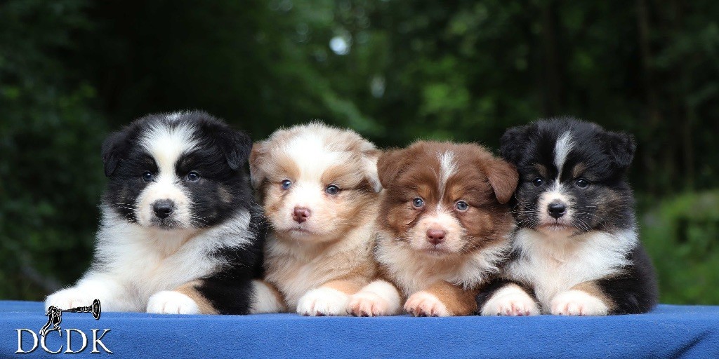 Chiot Berger Australien du chemin des korrigans